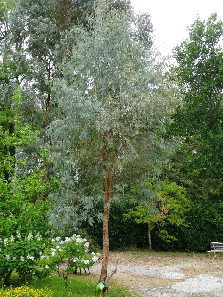 sideroxylon
