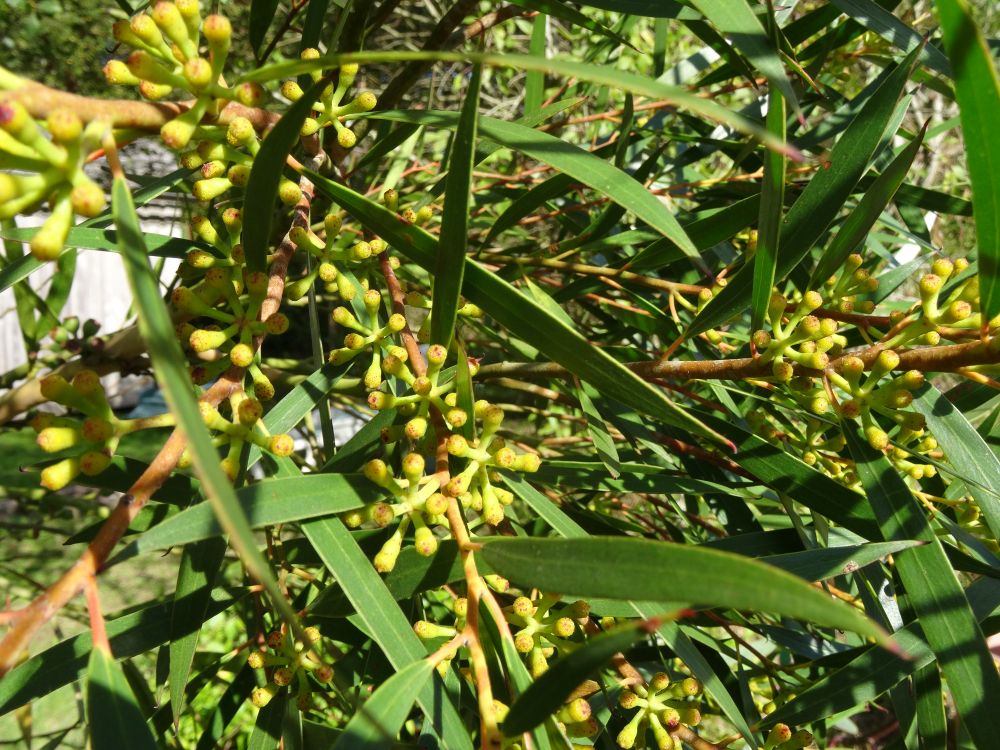 stricta