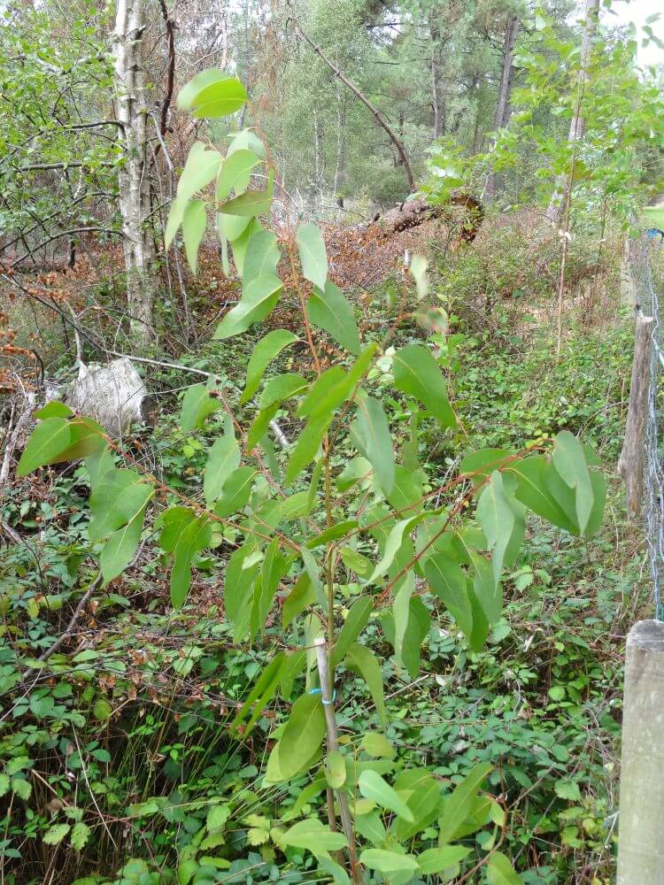 racemosa
