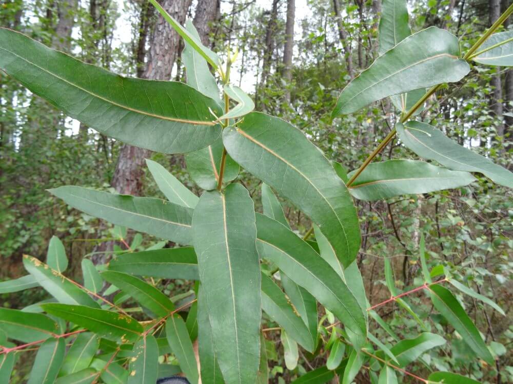 cypellocarpa