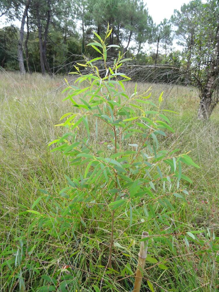 nitida