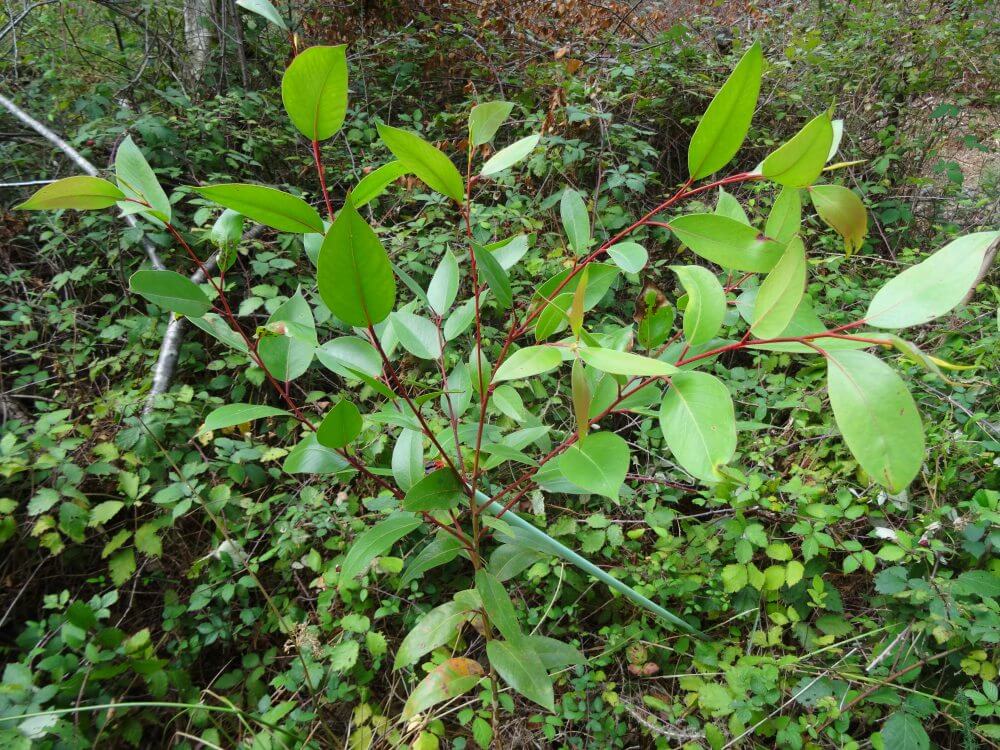 triflora