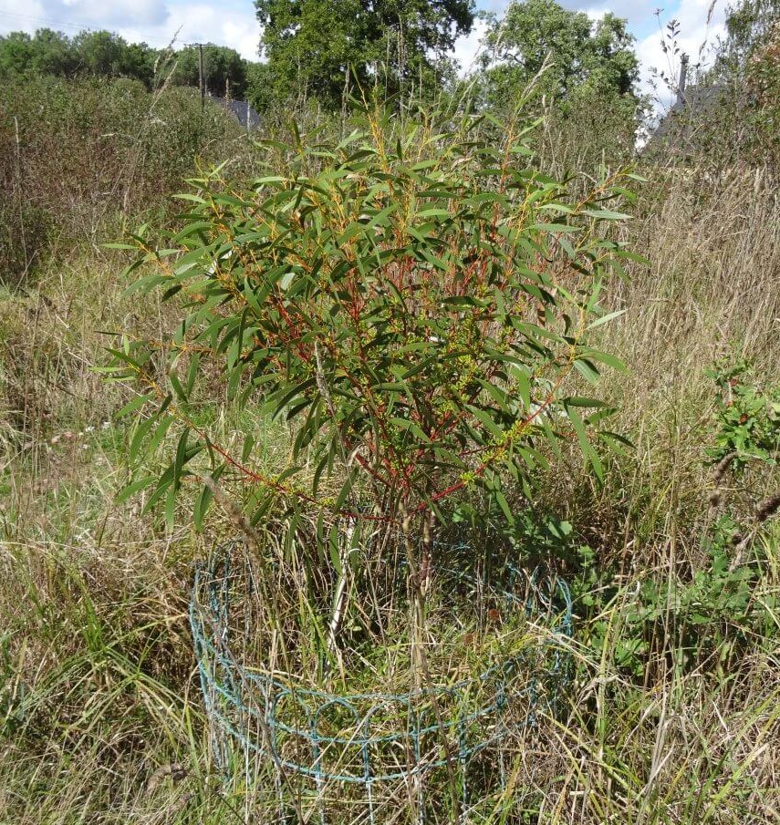 gregsoniana