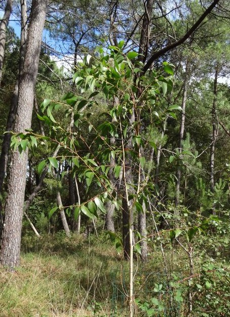 blaxlandii