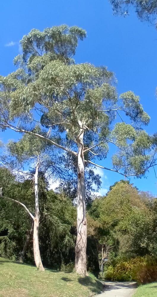 Eucalyptus urnigera nitens
