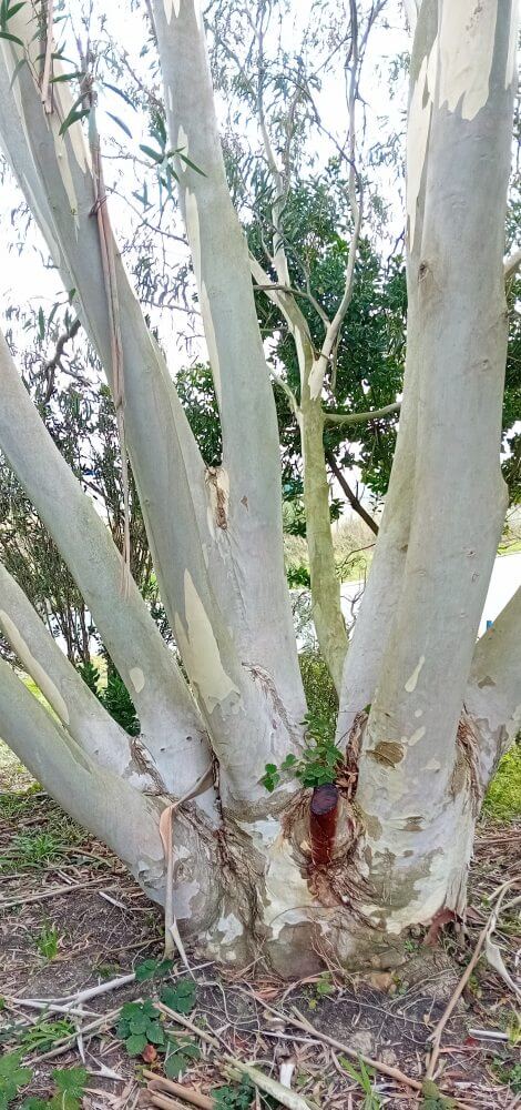 gregsoniana