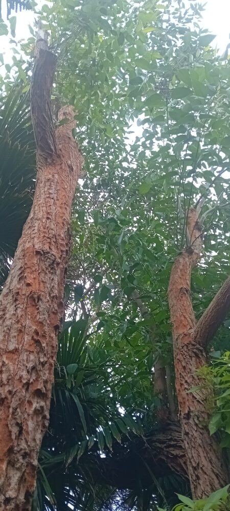 robusta