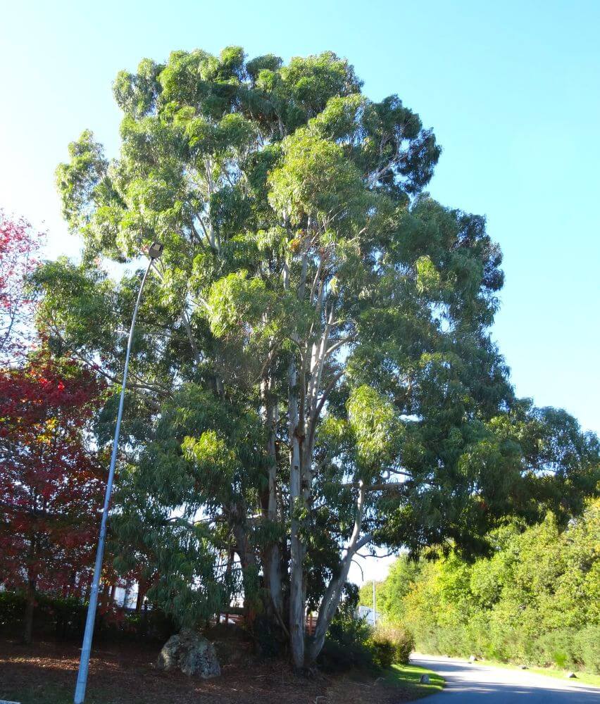 camaldulensis