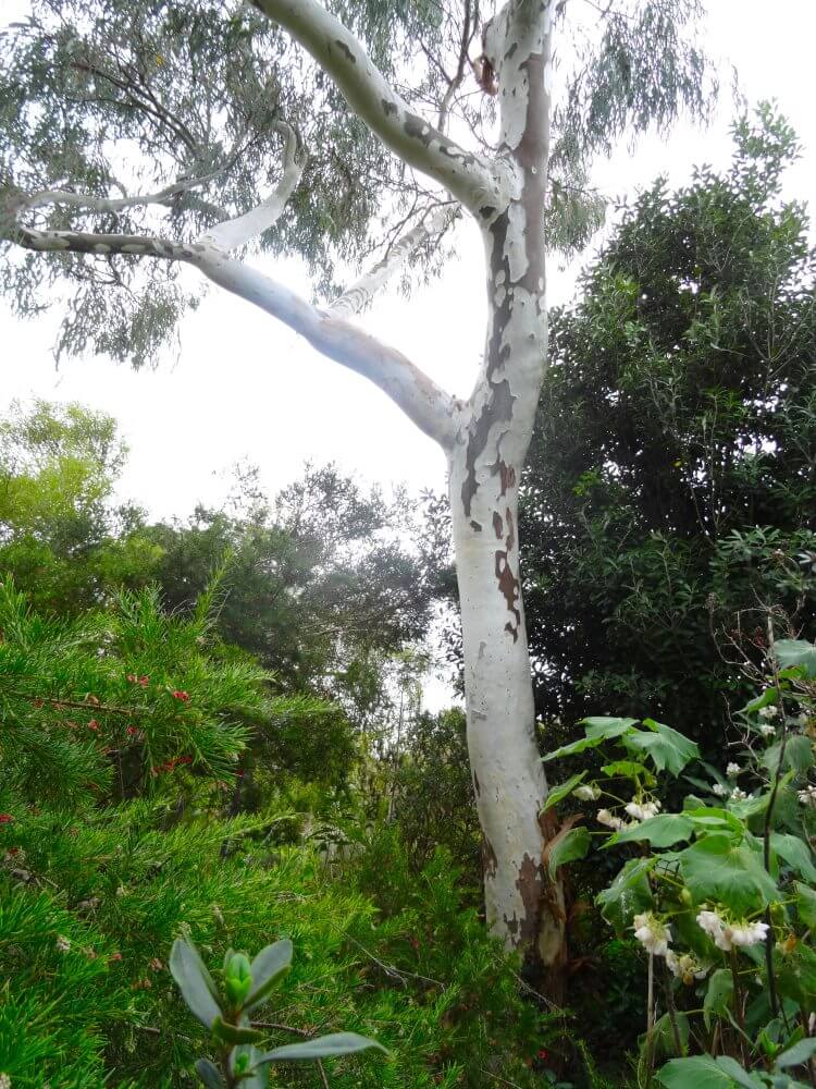 mannifera