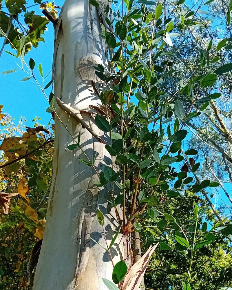 coccifera