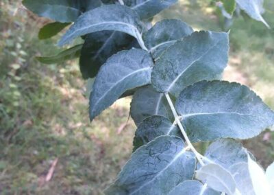 crenulata