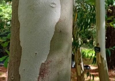 fraxinoides