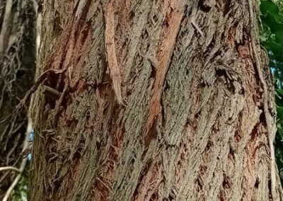fastigata
