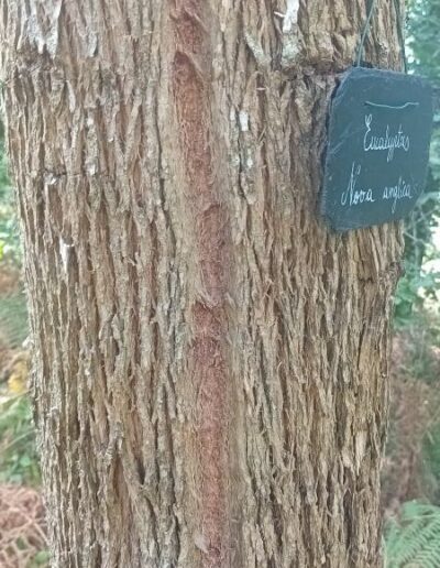 nova anglica
