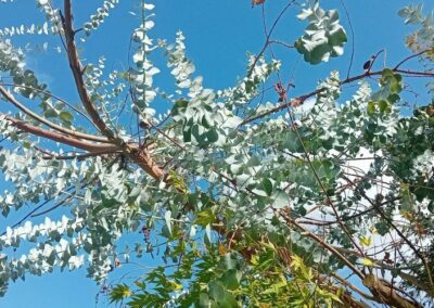 pulverulenta