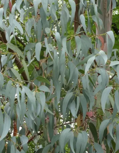 glaucescens