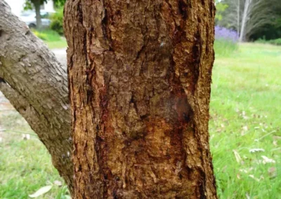 sideroxylon