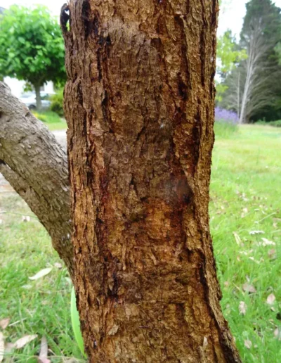 sideroxylon