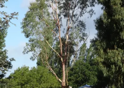 goniocalyx