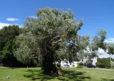 coccifera