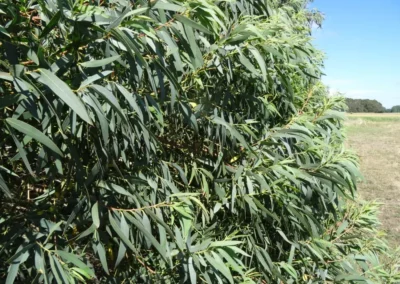 coccifera