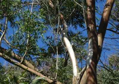 coccifera