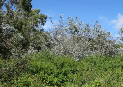 pulverulenta