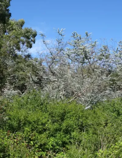 pulverulenta