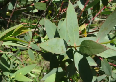 stellulata