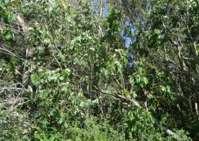 stellulata