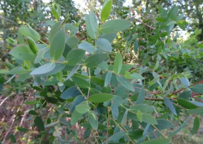 parvula
