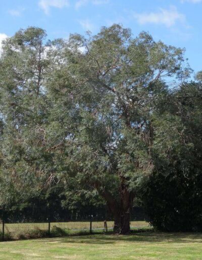 parvifolia