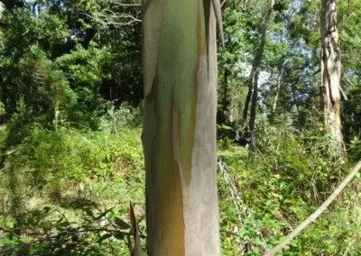 urnigera