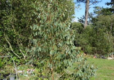 stellulata