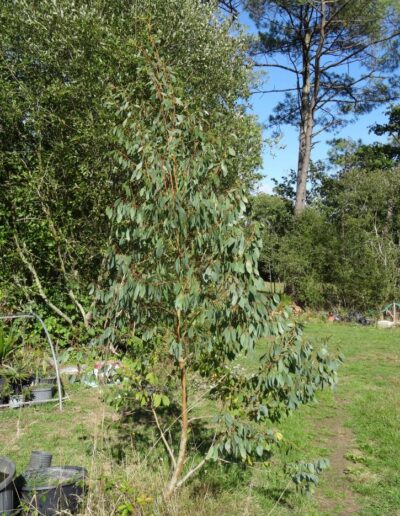 stellulata