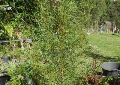 pulchella