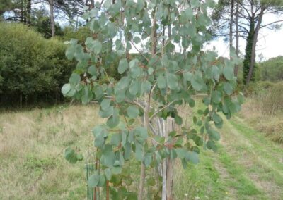 camphora