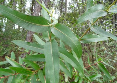 cypellocarpa