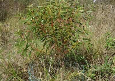 gregsoniana