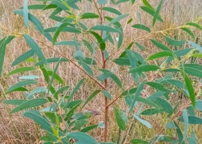 nitida