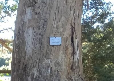 kartzoffiana