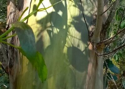 subcrenulata