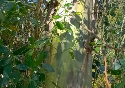 subcrenulata