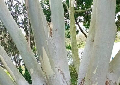 gregsoniana