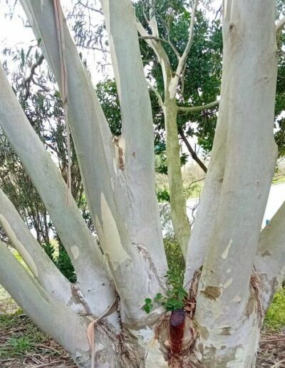 gregsoniana