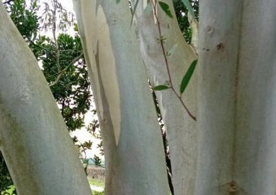 gregsoniana