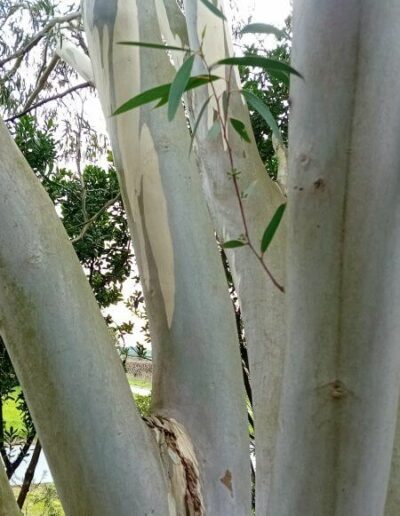 gregsoniana