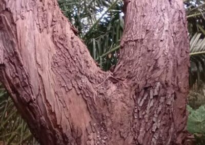 stellulata