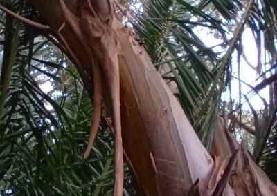 stellulata