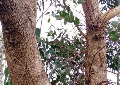 goniocalyx